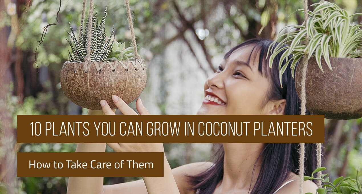 10 Plants You Can Grow in Coconut Planters & How to Take Care of Them