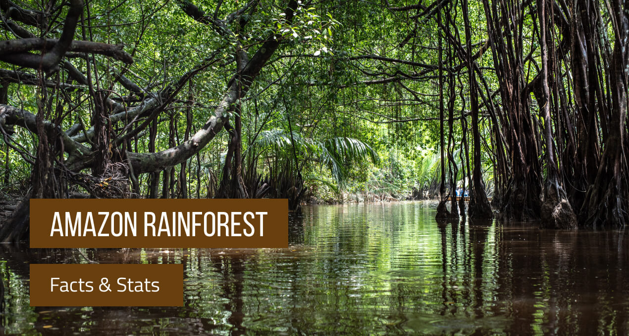 Amazon Rainforest Facts & Stats 2020