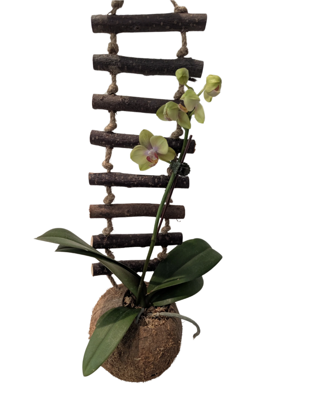 hanging ladder planter Hanging Coconut Planter with Ladder