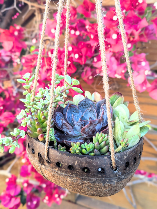 Hanging Two-Tone Punchout Tabletop Natural Coconut Planter