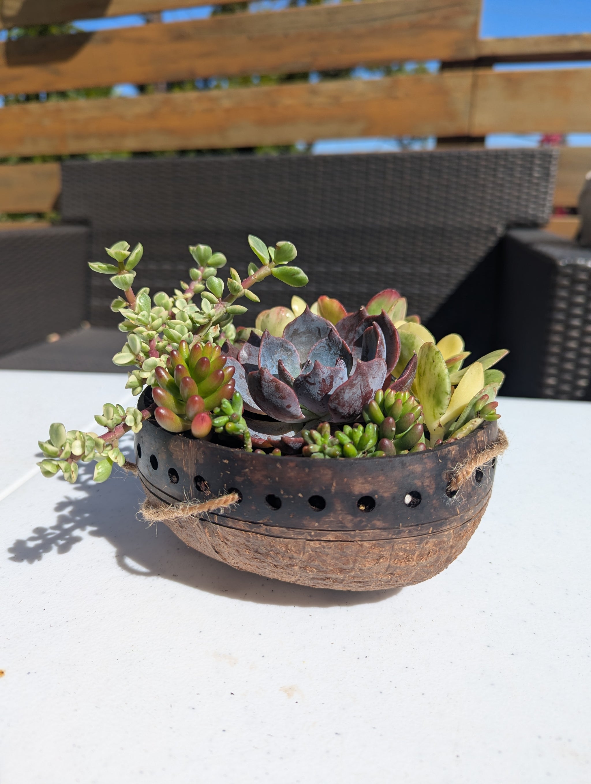 succulents in coconut shell Hanging Two-Toned Punchout Natural Coconut Planter