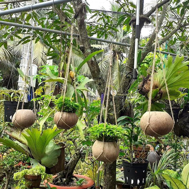 jungalow hanging planter Rainforest Bowls Hanging Coconut Planter 2-Pack