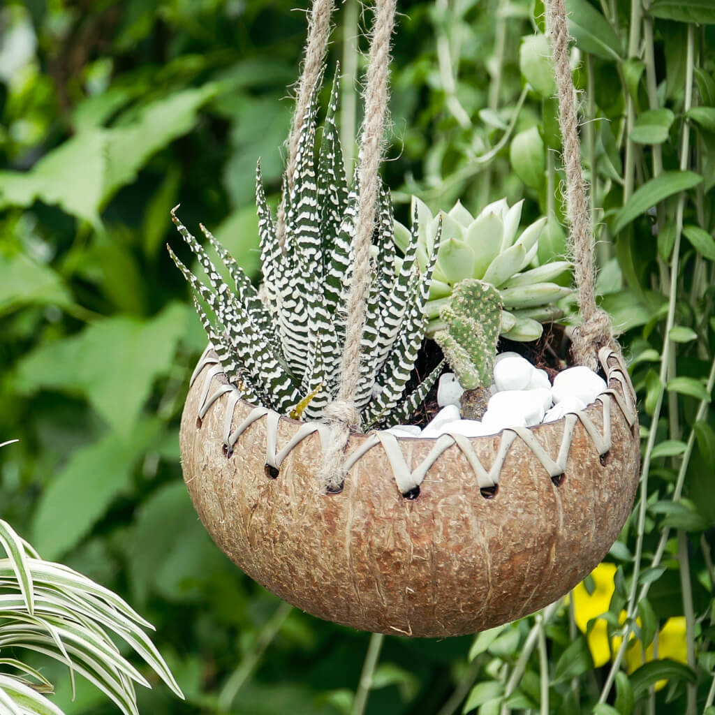 succulents in coconut shell Rainforest Bowls Hanging Fiber Coconut Planter 2-Pack