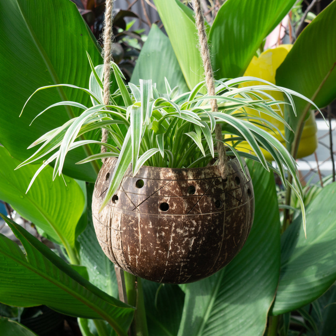 coconut husk hanging planter Rainforest Bowls Hanging Two-Toned Coconut Planter 2-Pack