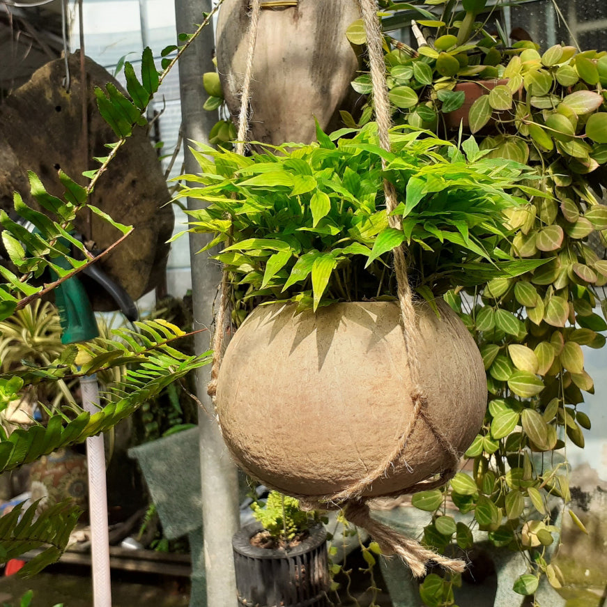 jungalow hanging planter Rainforest Bowls Hanging Coconut Planter 2-Pack